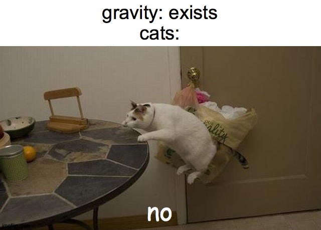 cat logic | gravity: exists
cats:; no | image tagged in kitty,chair,no | made w/ Imgflip meme maker