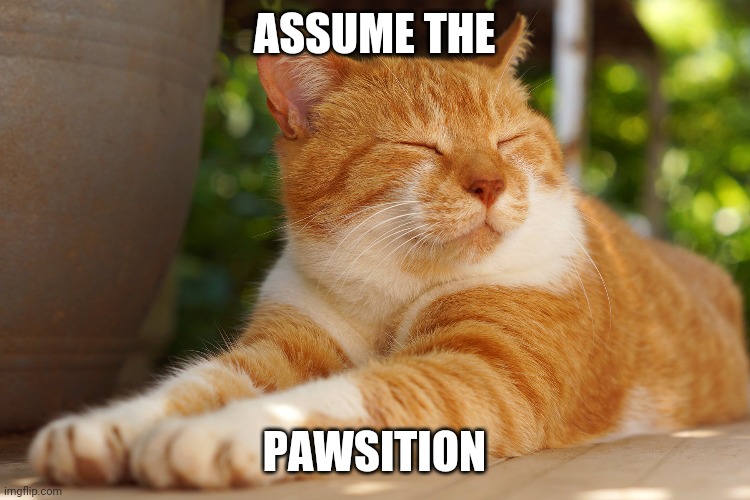 A Decent Cat Joke | ASSUME THE; PAWSITION | image tagged in punny pet meme | made w/ Imgflip meme maker