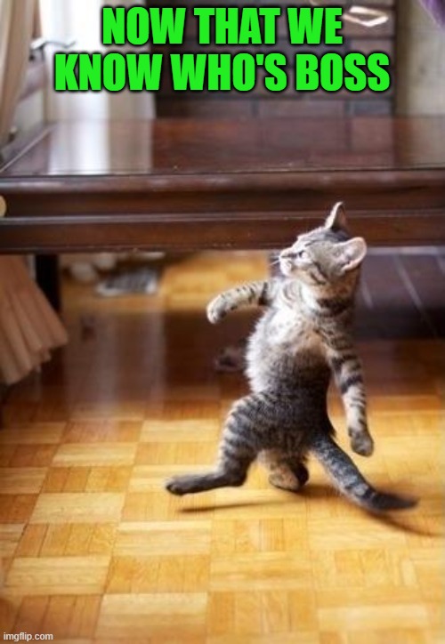 NOW THAT WE KNOW WHO'S BOSS | image tagged in proud kitty | made w/ Imgflip meme maker