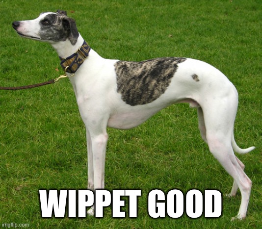 WIPPET GOOD | image tagged in dog | made w/ Imgflip meme maker