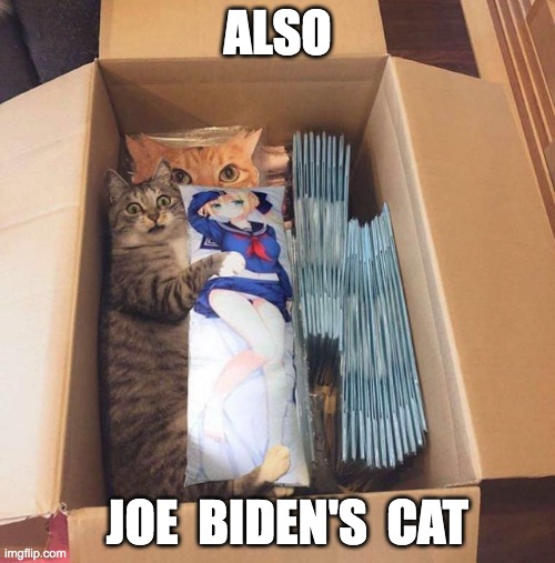 ALSO; JOE  BIDEN'S  CAT | made w/ Imgflip meme maker