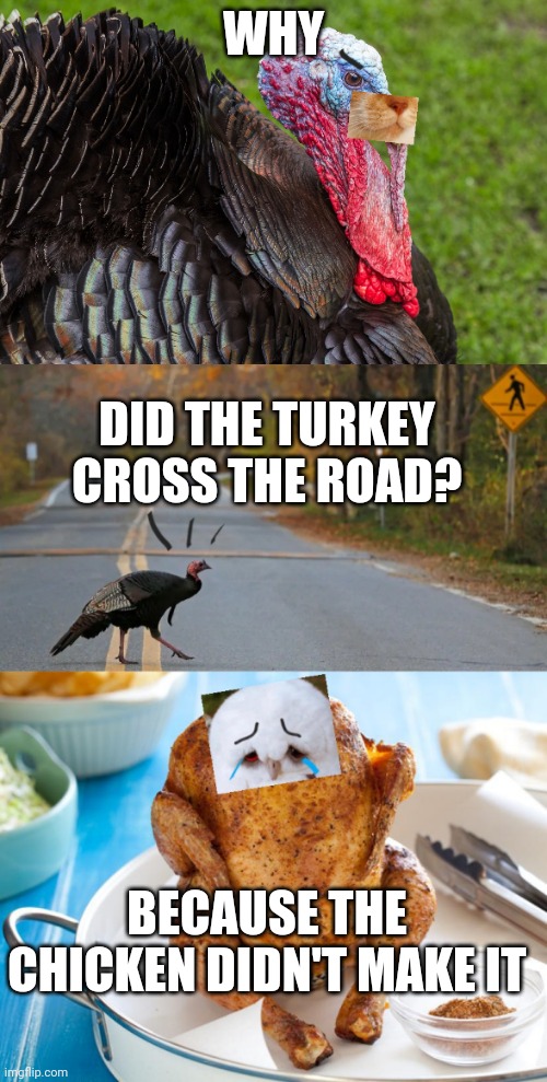 When The Turkey Owns The Holiday | WHY; DID THE TURKEY CROSS THE ROAD? BECAUSE THE CHICKEN DIDN'T MAKE IT | image tagged in sly turkey,poor chicken | made w/ Imgflip meme maker