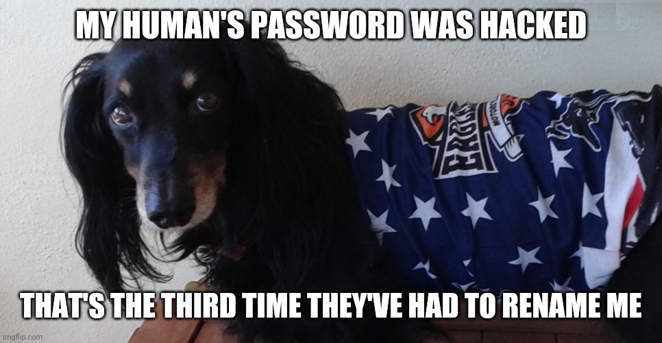 Funny Dog | MY HUMAN'S PASSWORD WAS HACKED; THAT'S THE THIRD TIME THEY'VE HAD TO RENAME ME | image tagged in cute dog,dog,funny,meme,humor,computer | made w/ Imgflip meme maker