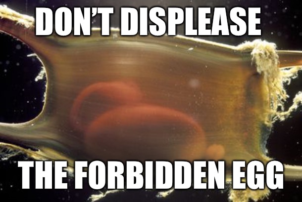 Eggmeme | DON’T DISPLEASE; THE FORBIDDEN EGG | image tagged in egg | made w/ Imgflip meme maker