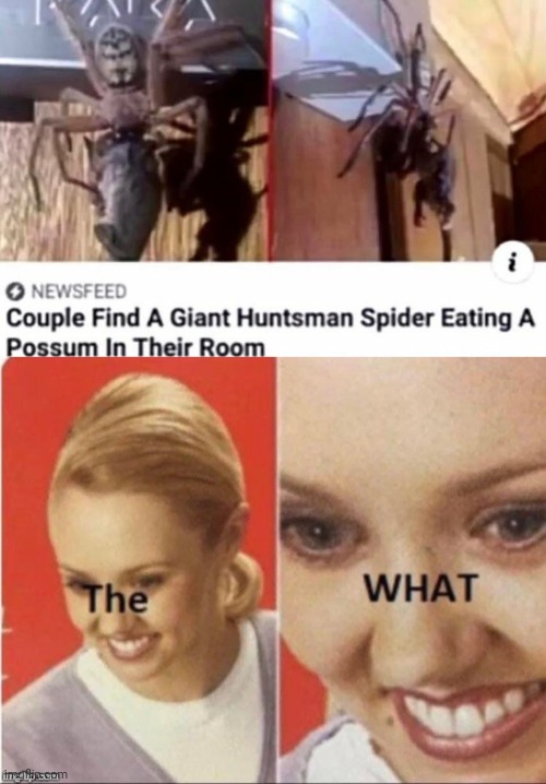 Spider what | image tagged in the what,spiderman | made w/ Imgflip meme maker