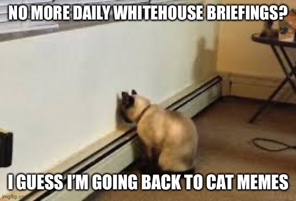 Bring back the donald | NO MORE DAILY WHITEHOUSE BRIEFINGS? I GUESS I’M GOING BACK TO CAT MEMES | image tagged in give up cat,trump,donald trump,disinfectant,coronavirus,corona virus | made w/ Imgflip meme maker