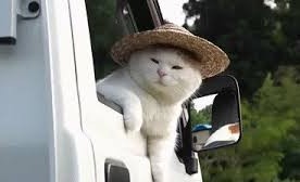 farmer cat Blank Meme Template