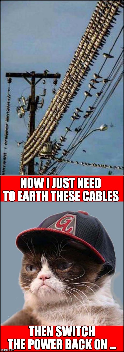 Grumpy Vs Swallows | NOW I JUST NEED TO EARTH THESE CABLES; THEN SWITCH THE POWER BACK ON ... | image tagged in fun,grumpy cat,birds,electricity | made w/ Imgflip meme maker