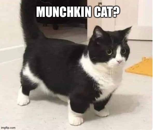 MUNCHKIN CAT? | made w/ Imgflip meme maker