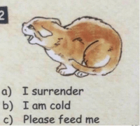 Surrender cat Blank Meme Template