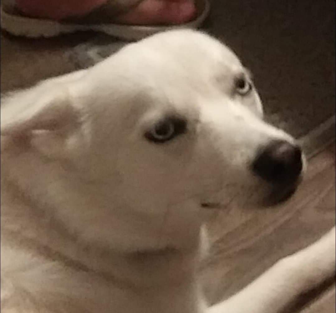 Not impressed Blank Meme Template