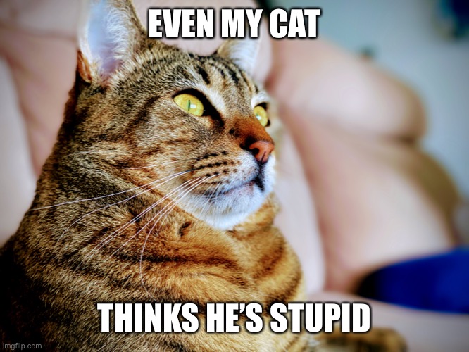 Shook Cat |  EVEN MY CAT; THINKS HE’S STUPID | image tagged in shook,grossed out,politics,annoyed | made w/ Imgflip meme maker