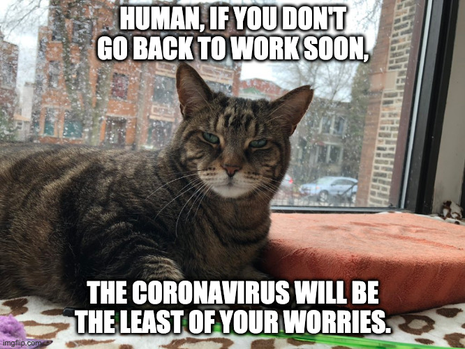 Cats During Quarantine | HUMAN, IF YOU DON'T GO BACK TO WORK SOON, THE CORONAVIRUS WILL BE THE LEAST OF YOUR WORRIES. | image tagged in cats,quarantine | made w/ Imgflip meme maker