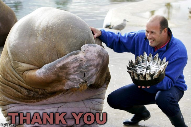 embarrassed walrus | THANK YOU | image tagged in embarrassed walrus | made w/ Imgflip meme maker