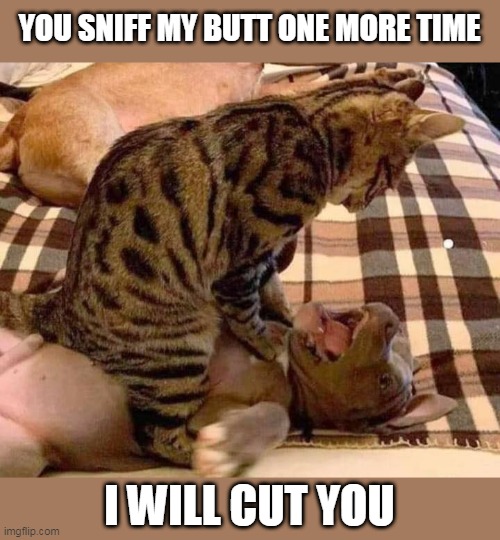 LEAVE THE CAT ALONE! | YOU SNIFF MY BUTT ONE MORE TIME; I WILL CUT YOU | image tagged in cats,funny cats,cats and dogs | made w/ Imgflip meme maker