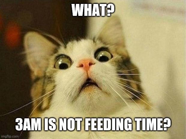 Scared Cat | WHAT? 3AM IS NOT FEEDING TIME? | image tagged in memes,scared cat | made w/ Imgflip meme maker