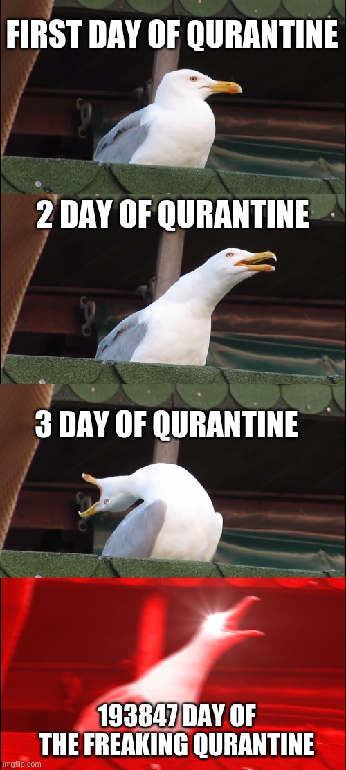 Qurantine | FIRST DAY OF QURANTINE; 2 DAY OF QURANTINE; 3 DAY OF QURANTINE; 193847 DAY OF THE FREAKING QURANTINE | image tagged in memes,inhaling seagull | made w/ Imgflip meme maker