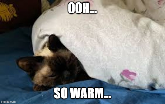 warmmmmmmmmmmmmmmmmmmmmmmmmmmm | OOH... SO WARM... | image tagged in lolcats | made w/ Imgflip meme maker