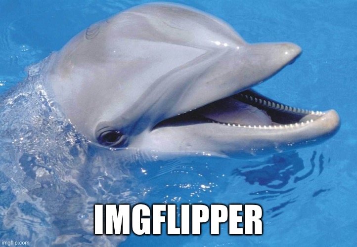 Flipper | IMGFLIPPER | image tagged in flipper | made w/ Imgflip meme maker