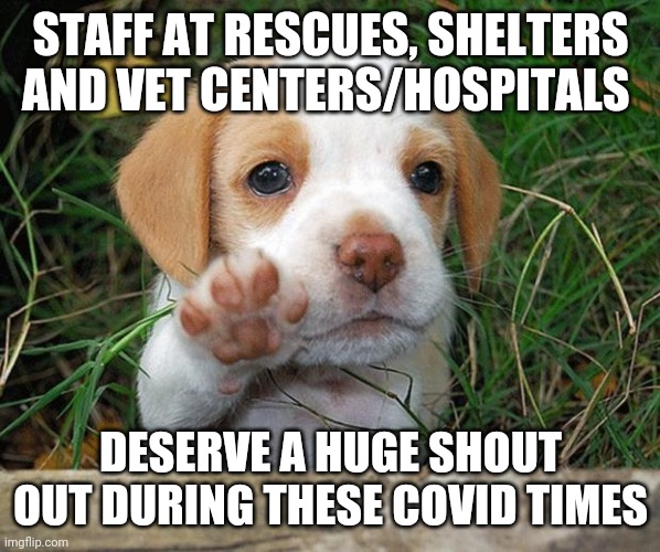 dog puppy bye | STAFF AT RESCUES, SHELTERS AND VET CENTERS/HOSPITALS; DESERVE A HUGE SHOUT OUT DURING THESE COVID TIMES | image tagged in dog puppy bye | made w/ Imgflip meme maker
