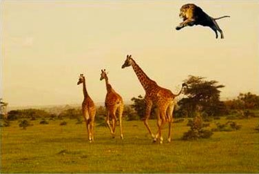 High Quality Lion jumping at giraffe Blank Meme Template