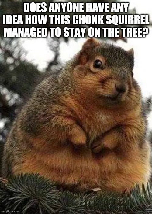 Chonk Squirrel Is On The Tree | DOES ANYONE HAVE ANY IDEA HOW THIS CHONK SQUIRREL MANAGED TO STAY ON THE TREE? | made w/ Imgflip meme maker