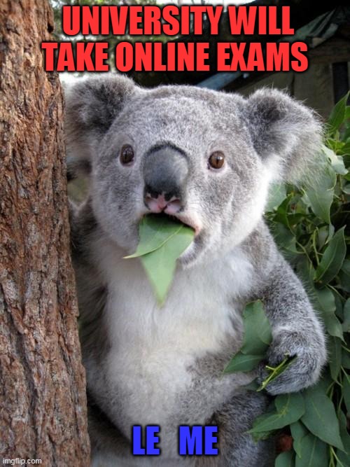 exams | UNIVERSITY WILL TAKE ONLINE EXAMS; LE   ME | image tagged in memes,surprised koala | made w/ Imgflip meme maker