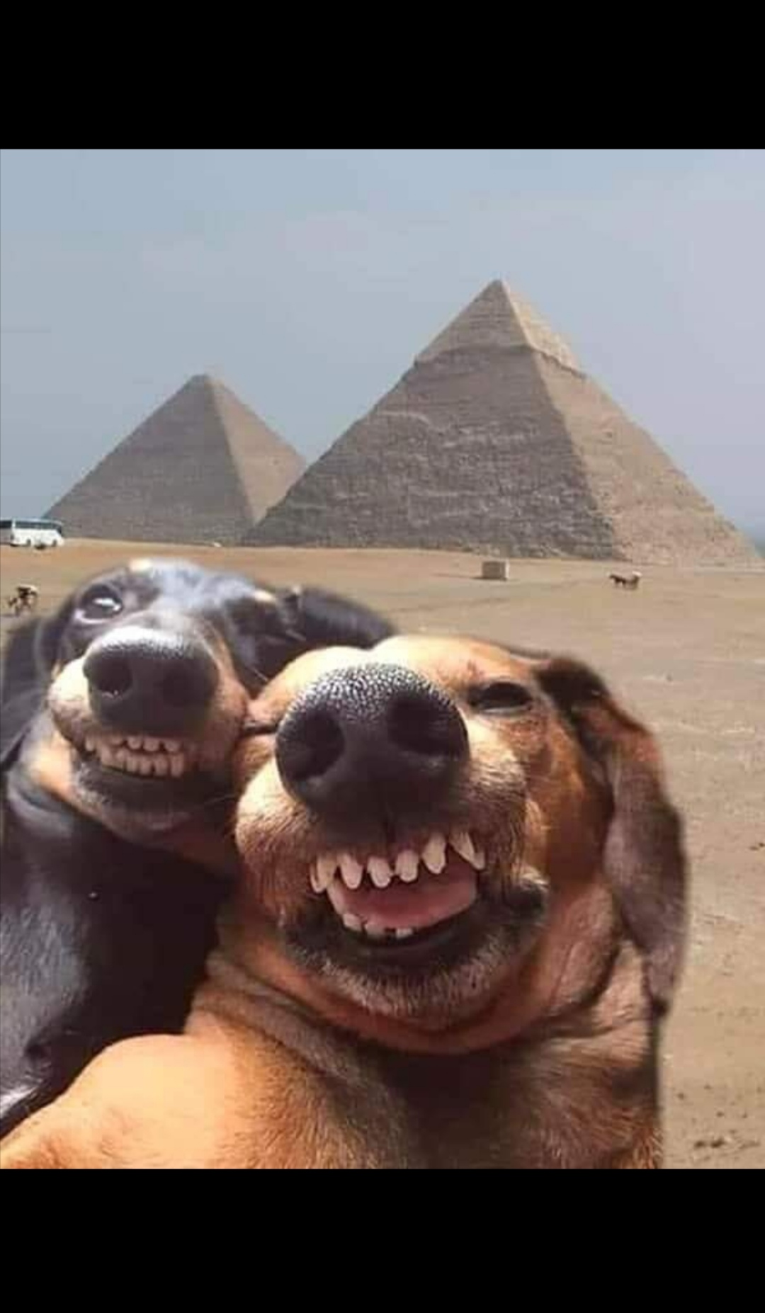 High Quality Pyramid dogs Blank Meme Template