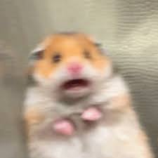 Oh no, my Hamster is Scared! Blank Meme Template