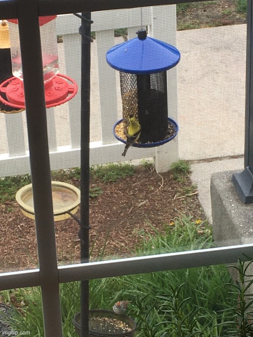 A goldfinch and a chipping sparrow | image tagged in corgilove's photos taken by iphone 6,goldfinch,finch,chipping sparrow,sparrow,birds | made w/ Imgflip meme maker