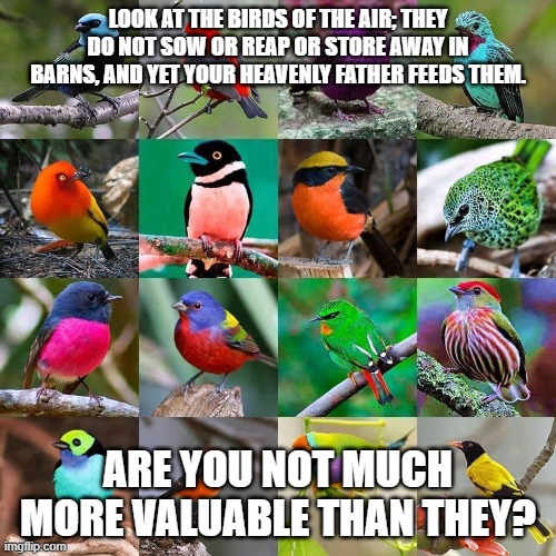Matthew6:26 |  LOOK AT THE BIRDS OF THE AIR; THEY DO NOT SOW OR REAP OR STORE AWAY IN BARNS, AND YET YOUR HEAVENLY FATHER FEEDS THEM. ARE YOU NOT MUCH MORE VALUABLE THAN THEY? | image tagged in don't worry be happy | made w/ Imgflip meme maker