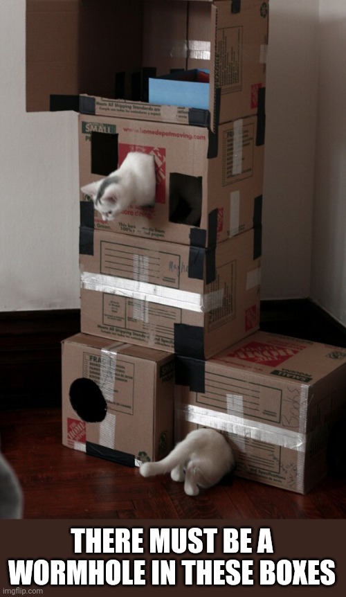 BOX WORMHOLE | THERE MUST BE A WORMHOLE IN THESE BOXES | image tagged in cats,funny cats | made w/ Imgflip meme maker