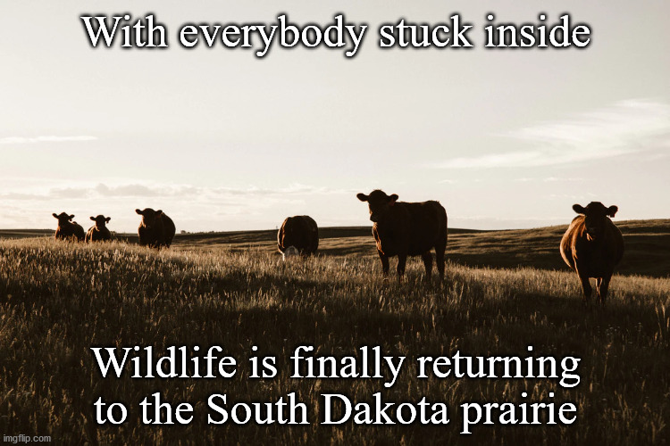 SD wildlife returns | With everybody stuck inside; Wildlife is finally returning to the South Dakota prairie | image tagged in funny,prairie | made w/ Imgflip meme maker
