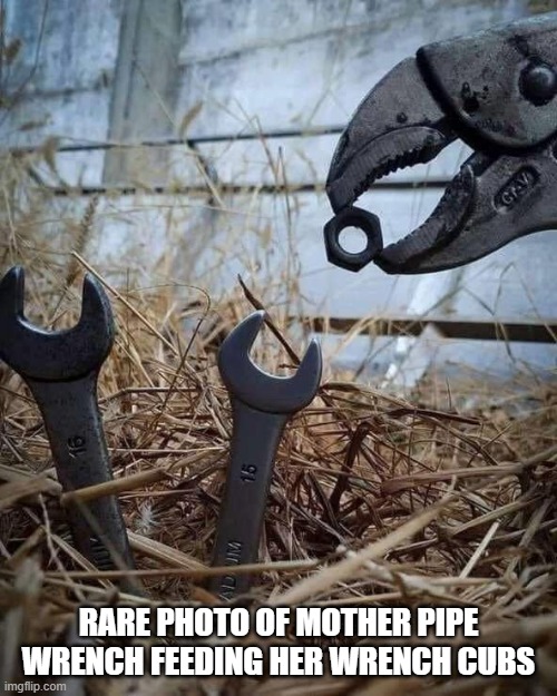 Mother Wrench feeding baby | RARE PHOTO OF MOTHER PIPE WRENCH FEEDING HER WRENCH CUBS | image tagged in wrench,funny,fun | made w/ Imgflip meme maker