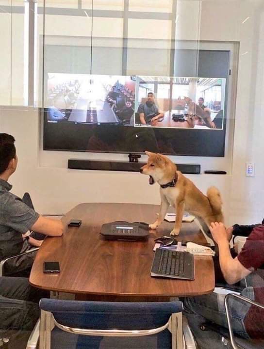 Shocked Office Dog Blank Meme Template
