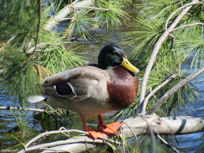 Duck (again) | image tagged in birds of a feather | made w/ Imgflip meme maker
