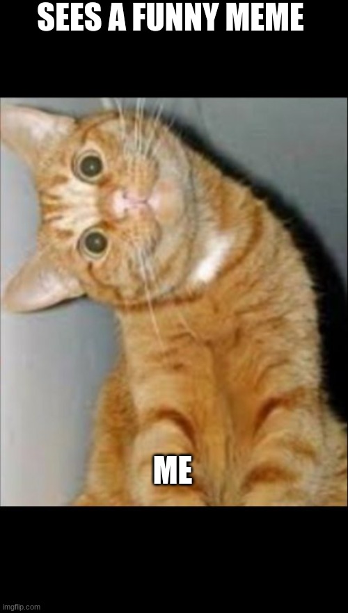 A Meme That is not funny | SEES A FUNNY MEME; ME | image tagged in creepy smiling cat | made w/ Imgflip meme maker