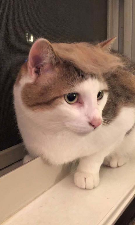 High Quality Trump Cat Blank Meme Template