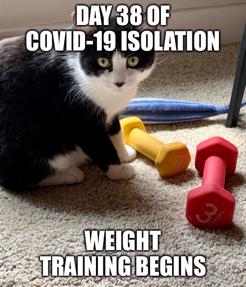 cat lifts weights | DAY 38 OF COVID-19 ISOLATION; WEIGHT TRAINING BEGINS | image tagged in cat,gym weights,covid-19,funny,cats | made w/ Imgflip meme maker