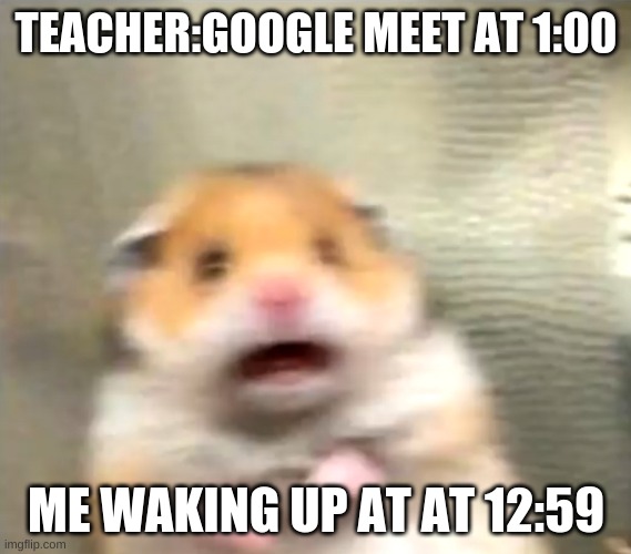 Scared Hamster | TEACHER:GOOGLE MEET AT 1:00; ME WAKING UP AT AT 12:59 | image tagged in scared hamster | made w/ Imgflip meme maker