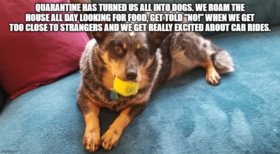 Quarantine has turned us into dogs | QUARANTINE HAS TURNED US ALL INTO DOGS. WE ROAM THE HOUSE ALL DAY LOOKING FOR FOOD, GET TOLD "NO!" WHEN WE GET TOO CLOSE TO STRANGERS AND WE GET REALLY EXCITED ABOUT CAR RIDES. | image tagged in people are like dogs | made w/ Imgflip meme maker