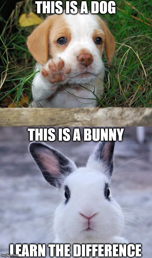 THIS IS A DOG LEARN THE DIFFERENCE THIS IS A BUNNY | image tagged in dog puppy bye,rabbit | made w/ Imgflip meme maker