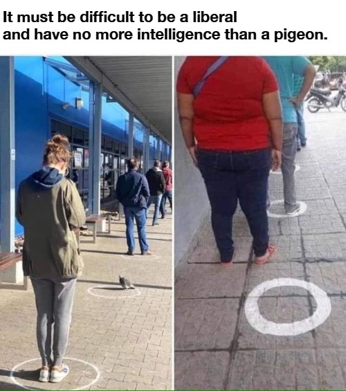 It must be difficult to be a liberal | It must be difficult to be a liberal and have no more intelligence than a pigeon. | image tagged in stupid liberals,libtarded,libtards,democrats,liberalism is a mental disorder,liberal logic | made w/ Imgflip meme maker
