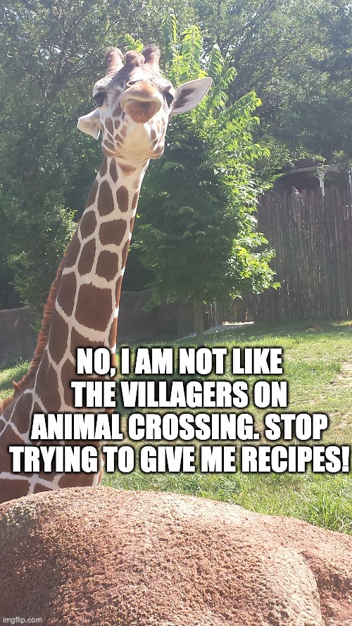 Giraffe | NO, I AM NOT LIKE THE VILLAGERS ON ANIMAL CROSSING. STOP TRYING TO GIVE ME RECIPES! | image tagged in giraffe,animal crossing | made w/ Imgflip meme maker