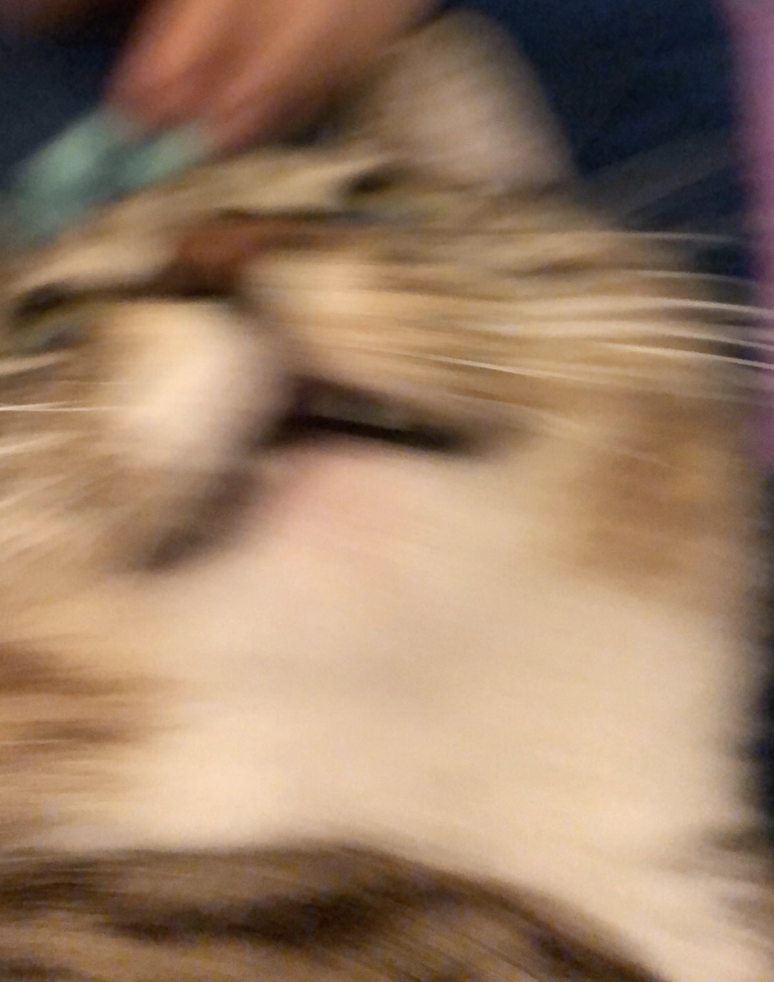 High Quality scared cat Blank Meme Template