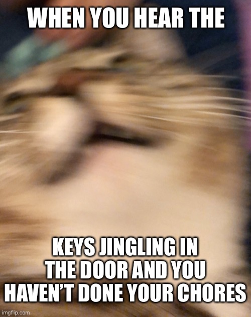 scared cat | WHEN YOU HEAR THE; KEYS JINGLING IN THE DOOR AND YOU HAVEN’T DONE YOUR CHORES | image tagged in scared cat | made w/ Imgflip meme maker