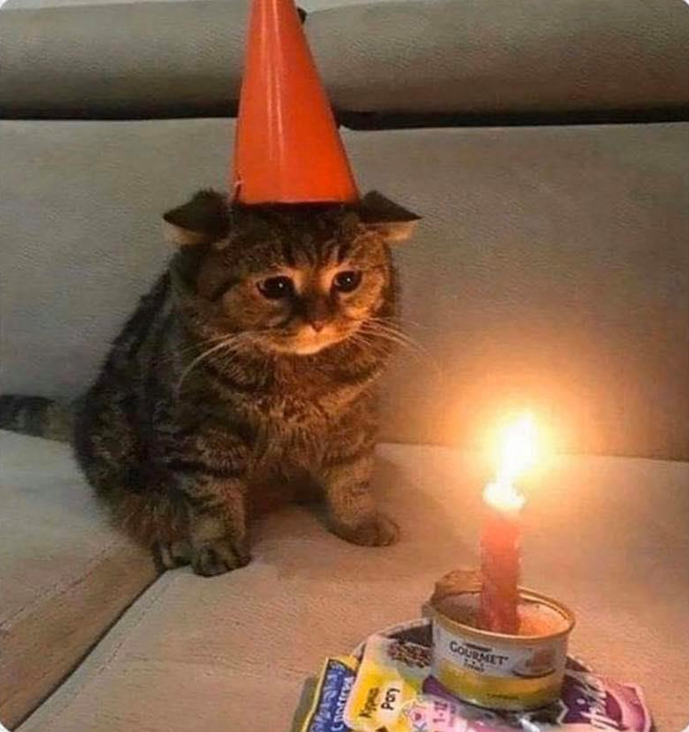 High Quality Candle kitten Blank Meme Template