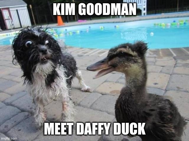 Dog Freaking Out | KIM GOODMAN; MEET DAFFY DUCK | image tagged in dog freaking out | made w/ Imgflip meme maker