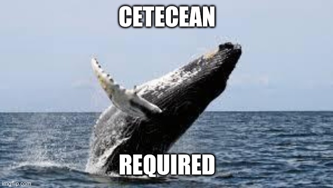 Whale. | CETECEAN REQUIRED | image tagged in whale | made w/ Imgflip meme maker