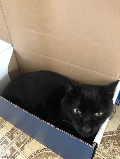 Cat in a box | image tagged in cat | made w/ Imgflip meme maker